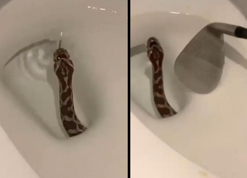 Video de una serpiente saliendo del inodoro se hace viral