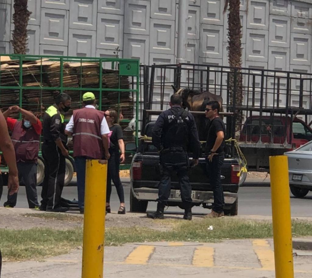 Fundación rescata a caballo de carga en Gómez Palacio