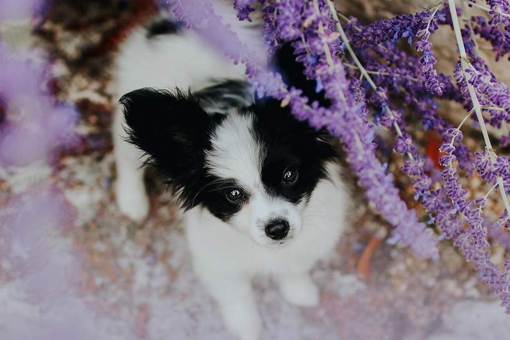 Lo que debes saber sobre los perros tacita de té