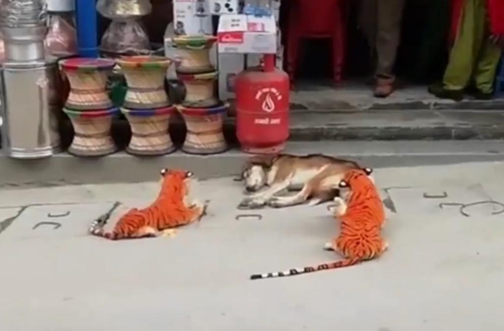 Juegan 'broma' a perro con tigres falsos y se vuelve viral