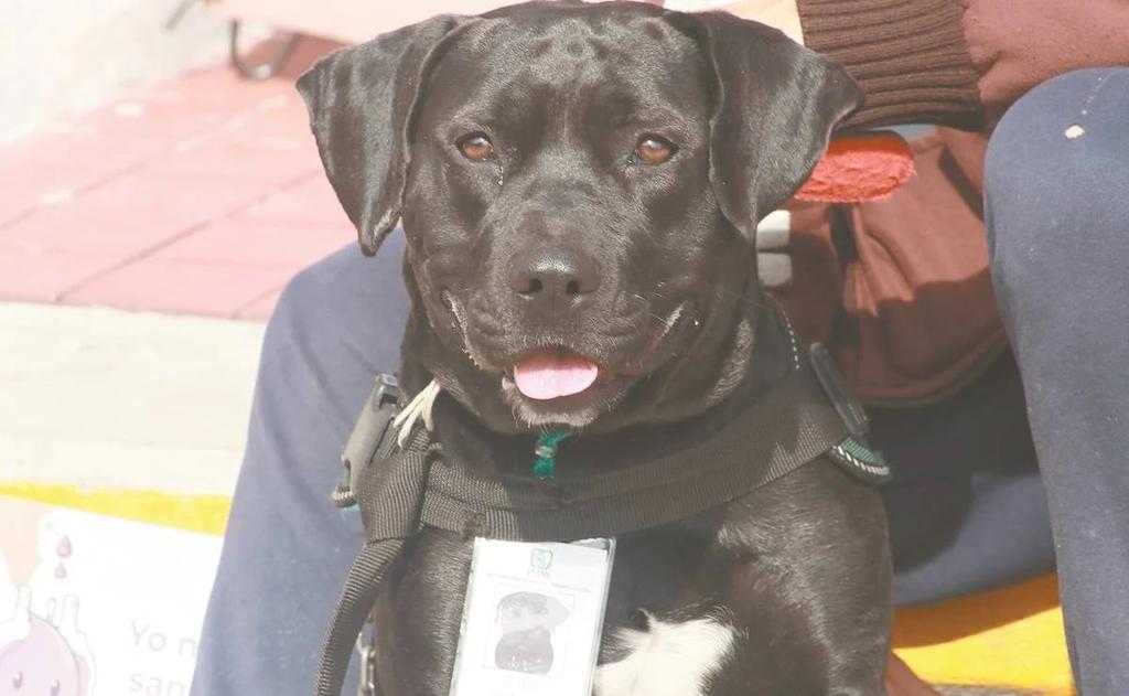 'Cuco', el perro que invita a donar sangre en el IMSS