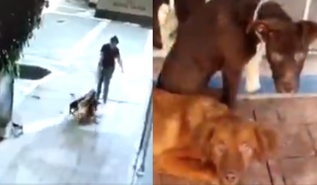 #LadyPerritos; exhiben a mujer que abandonó a tres canes en veterinaria de la CDMX