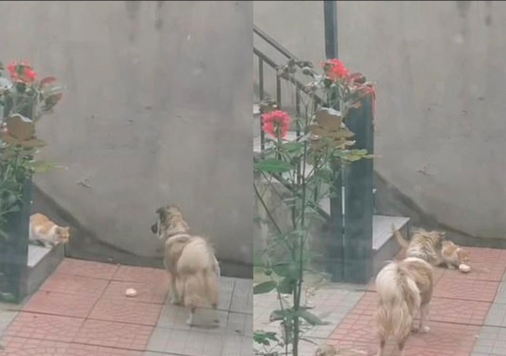 Perrito saca comida de su casa para alimentar a gato de la calle