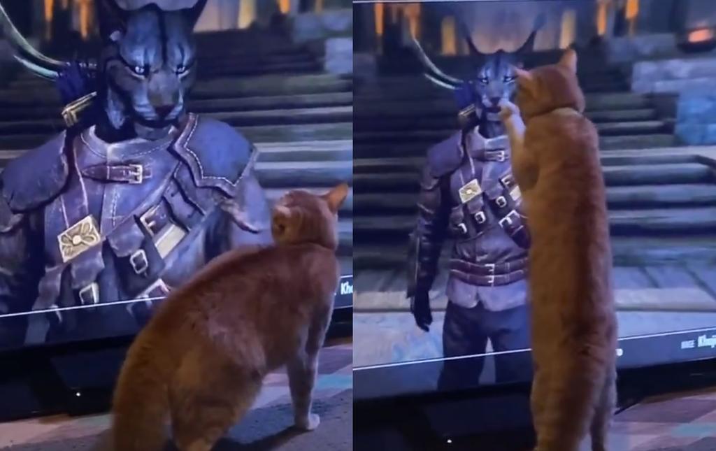 VIRAL: Gato intenta 'enfrentarse' a personaje del videojuego Skyrim