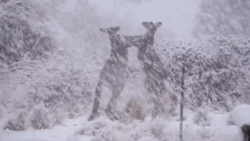 Canguros se pelean en plena nevada en Australia