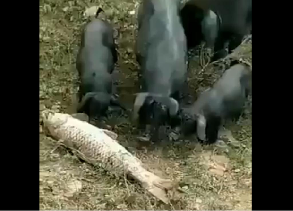 Cerdos salvan a un pez regresándolo al agua