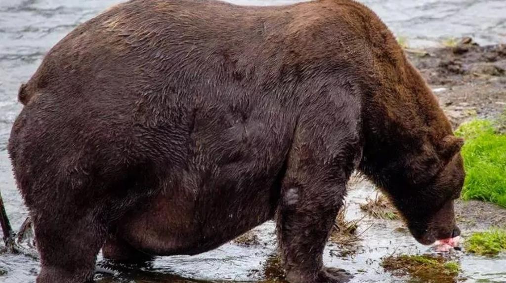 VIRAL: Captan a oso con sobrepeso y con dificultades para caminar