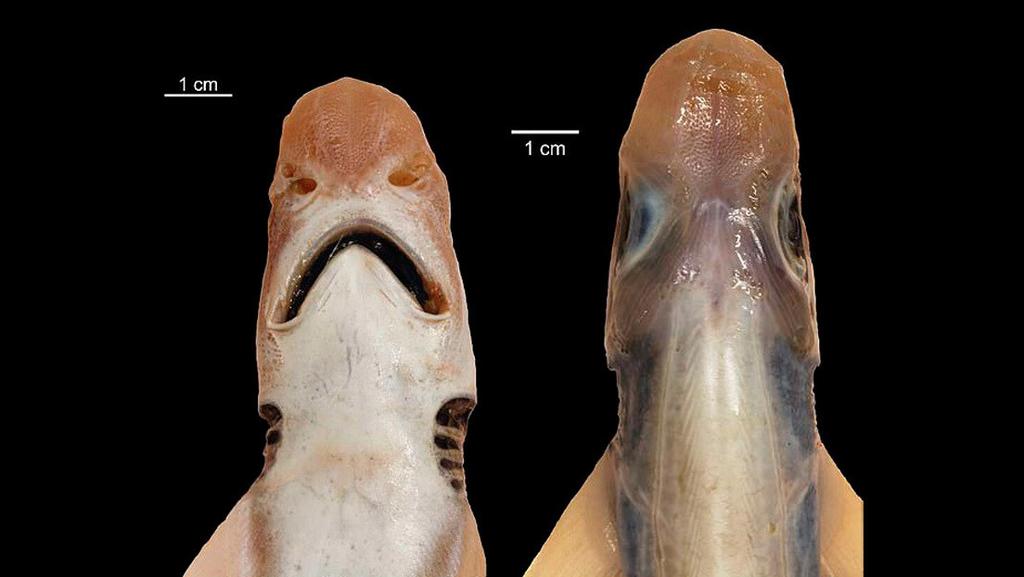 Comparten imágenes de un extraño tiburón sin piel ni dientes