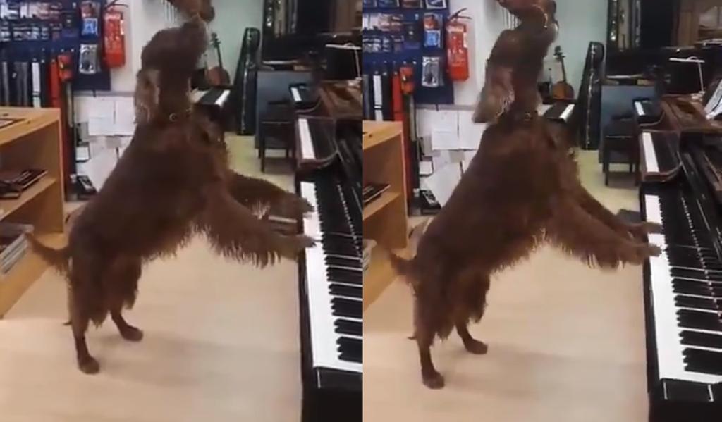 Perrita toca el piano mientras 'canta' y se vuelve viral