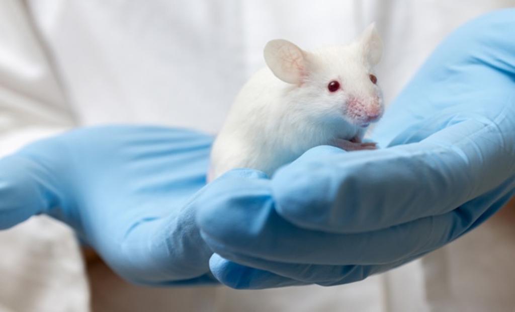 Utilizan ratones para estudiar el  SARS-CoV-2 infectándolos de coronavirus