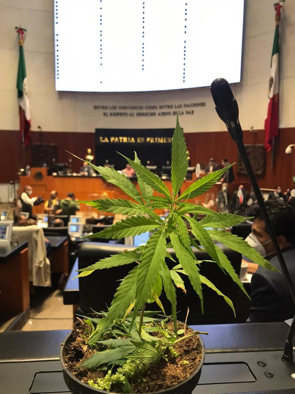Regularización de marihuana, tema prioritario en Senado: Jesusa Rodríguez