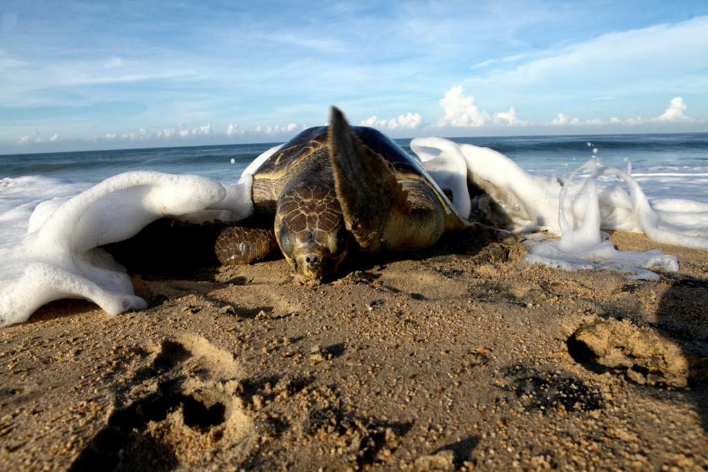 'Hernán' devasta nidos de tortugas marinas en Michoacán
