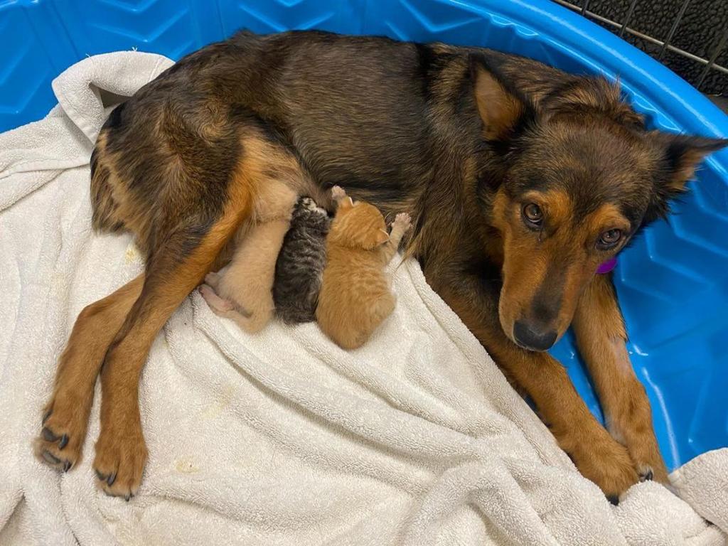 Perra rescatada que perdió a sus cachorros adopta tres gatitos
