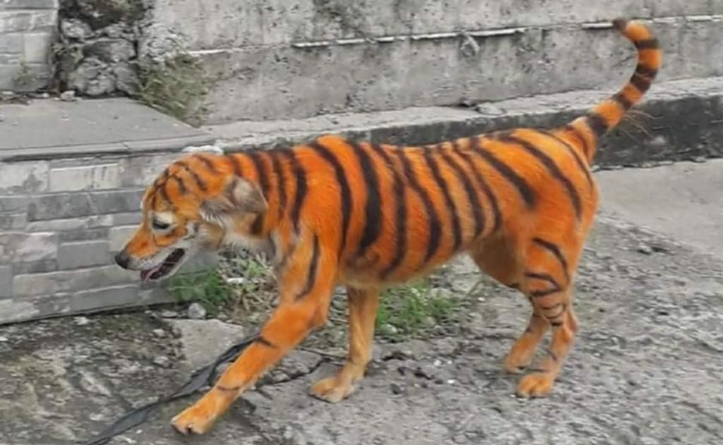 Buscan a los responsables de pintar a un perro como tigre por 'maltrato animal'