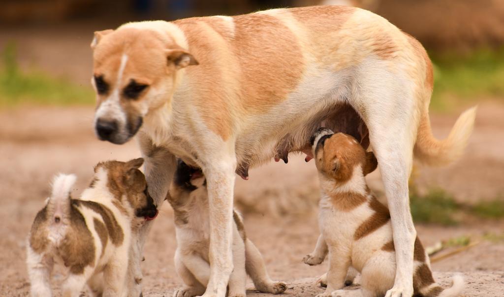 Crean petición en Change.org para salvar a perros callejeros de la Comarca Lagunera