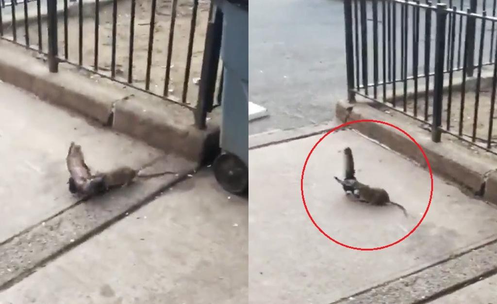Captan el ataque de una rata a una paloma en Nueva York y se vuelve viral