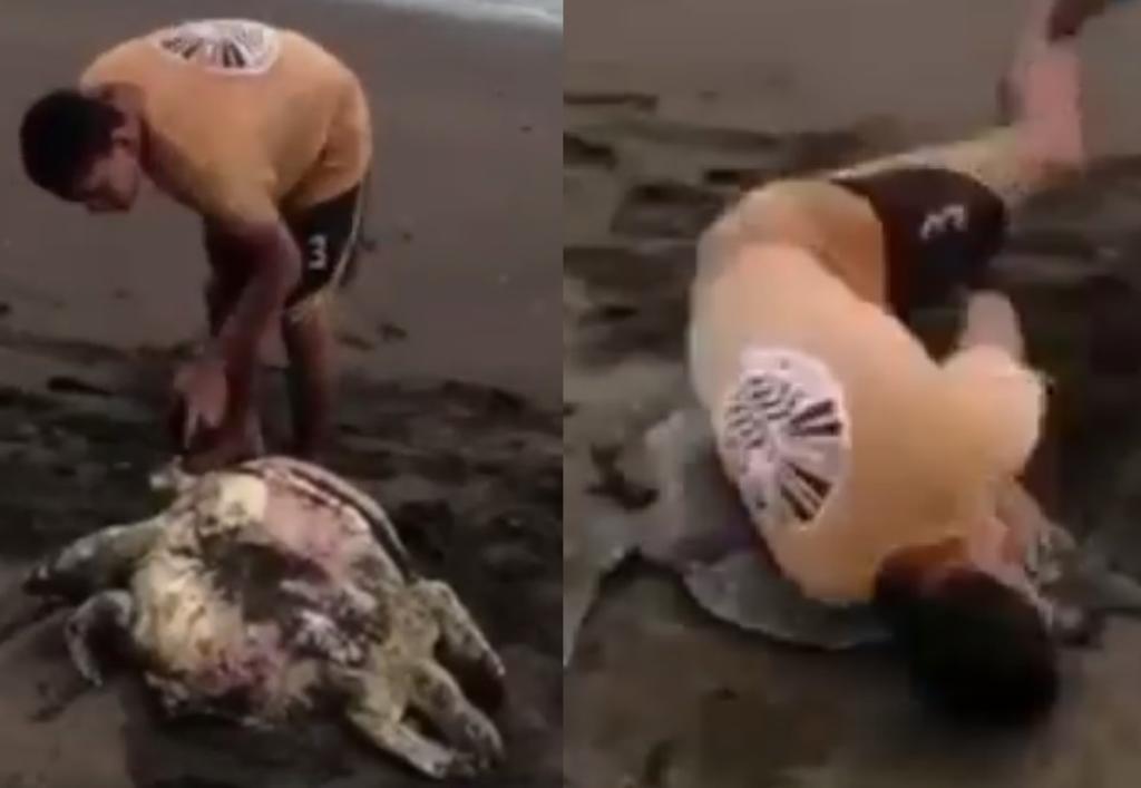 Indigna video en el que jóvenes golpean a tortuga en la playa