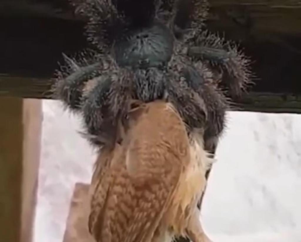 Tarántula 'gigante' devora a ave y estremece a la red