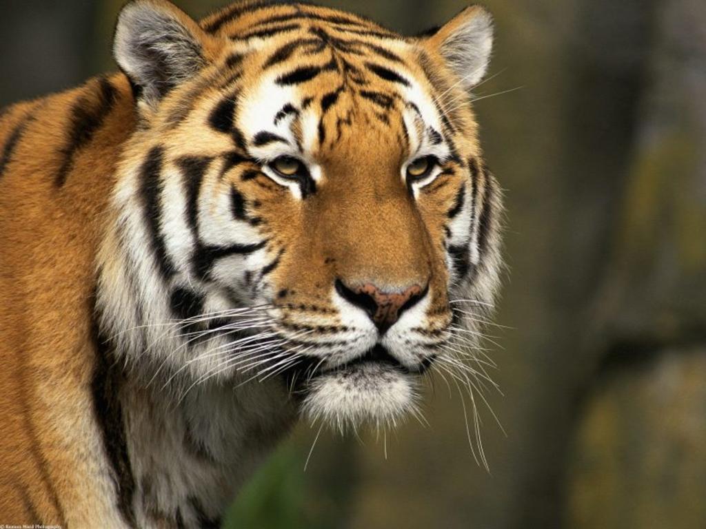 Tigre mata a un niño de 10 años tras arrastrarlo hacia el bosque