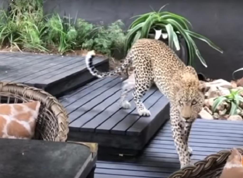 Graban a leopardo cazando en pleno restaurante de Sudáfrica