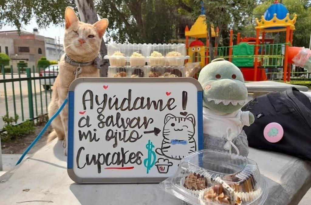 'Antonio', el gatito que 'vende' cupcakes para no perder la vista