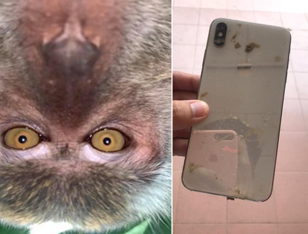 Recupera su celular y descubre que el mono que lo ‘tomó prestado’ se sacó selfies