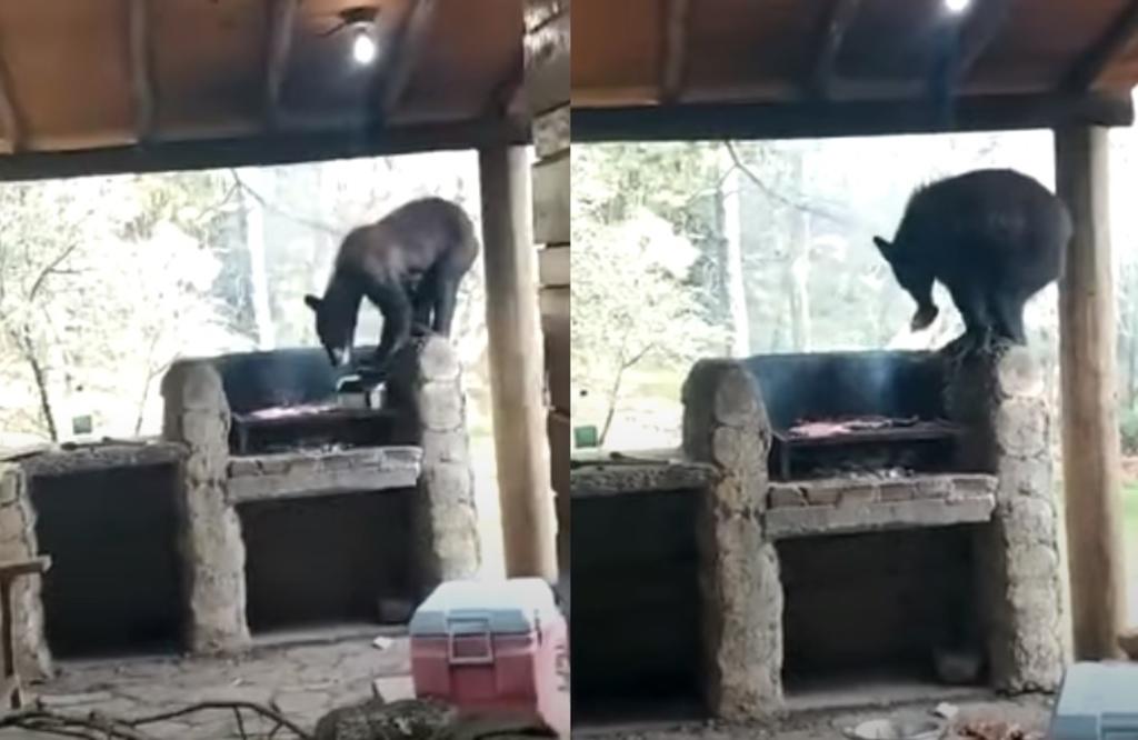 'Está hambriento'; oso roba carne asada a familia en Nuevo León