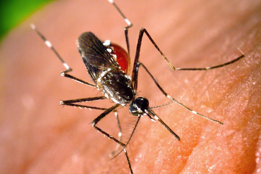 Van 39 casos de dengue en Torreón y más de 100 sospechosos
