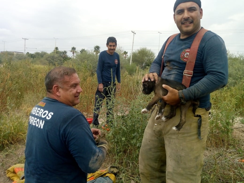 Bomberos de Torreón rescatan a perritos atrapados