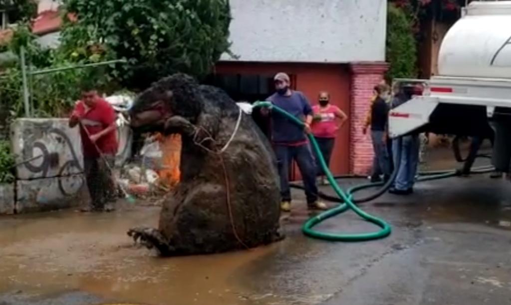 Encuentran 'rata gigante' en drenaje de la Ciudad de México.