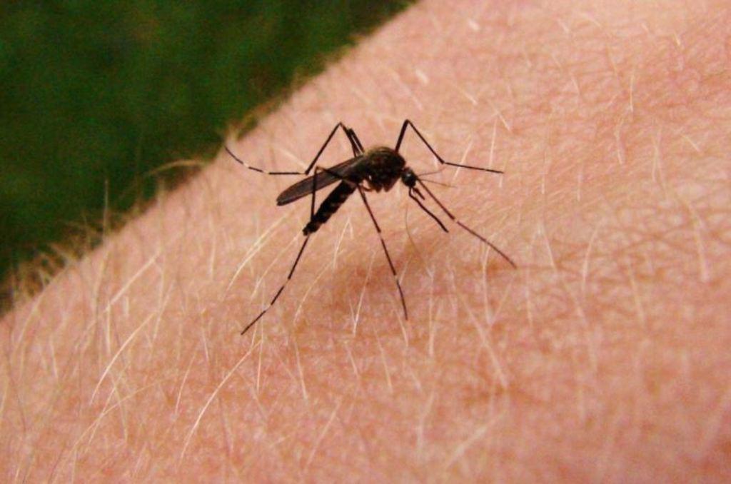 Coahuila y Durango suman 52 casos de dengue