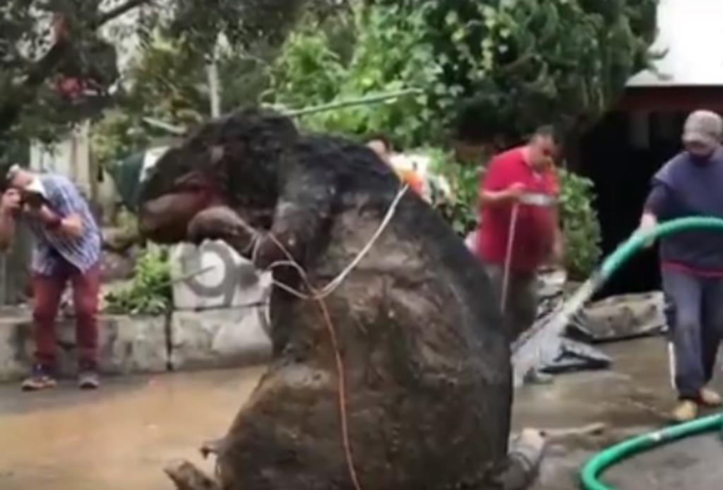 La 'rata gigante' que tapó el drenaje en la CDMX
