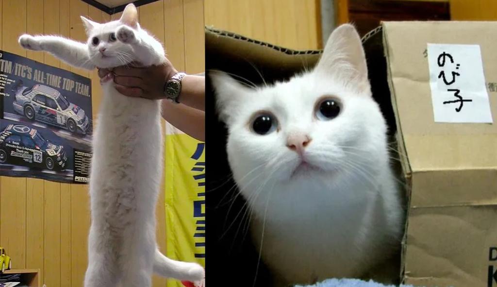 Fallece 'Nobiko', el 'gato largo' que se volvió viral por aparecer en un meme
