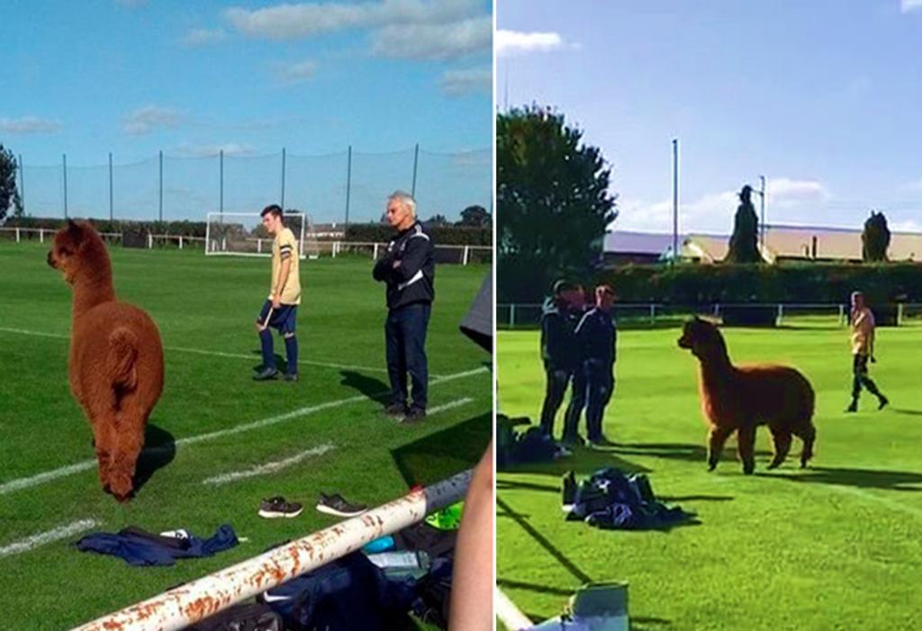 Alpaca interrumpe partido de futbol en Reino Unido