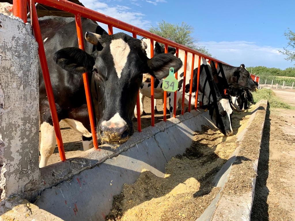 Pese a pandemia, sube venta de ganado en Coahuila
