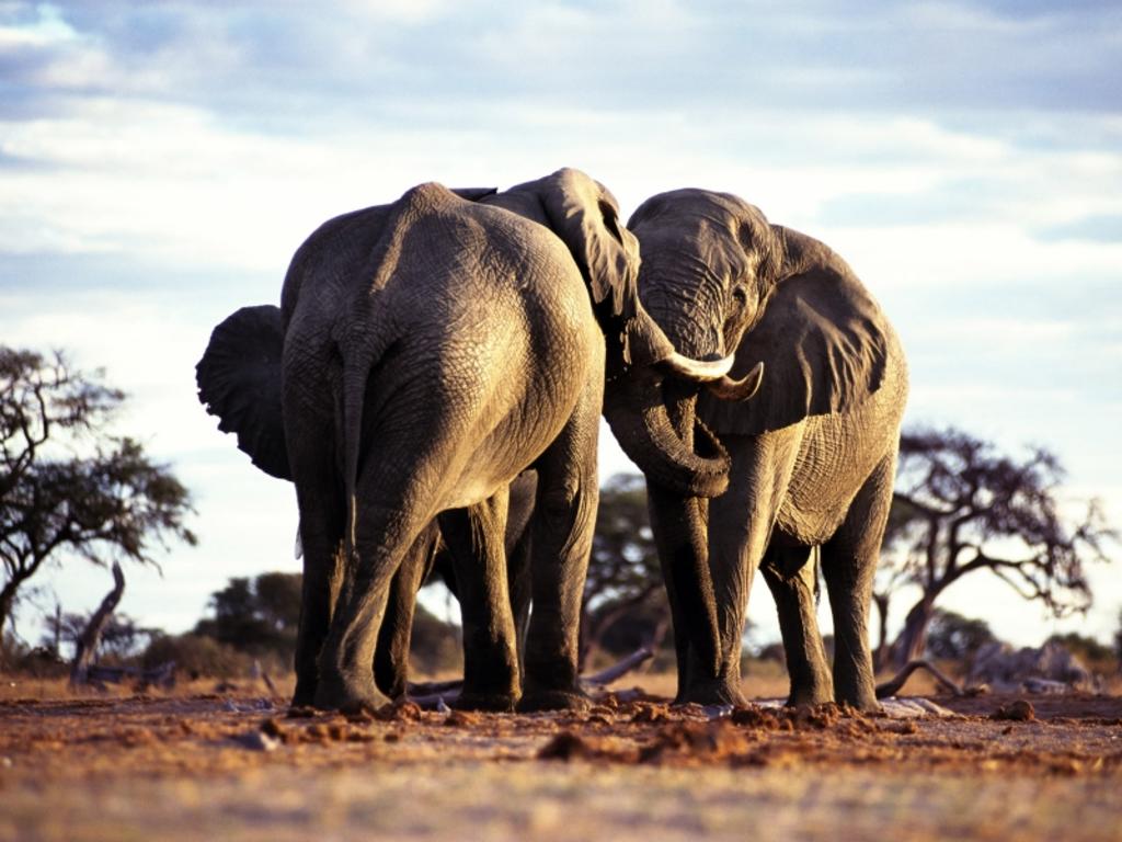 Pelea entre dos elefantes termina cuando uno muere