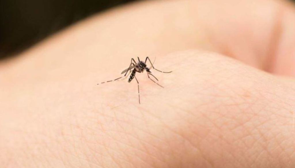 Reportan 200 casos probables de dengue en Torreón