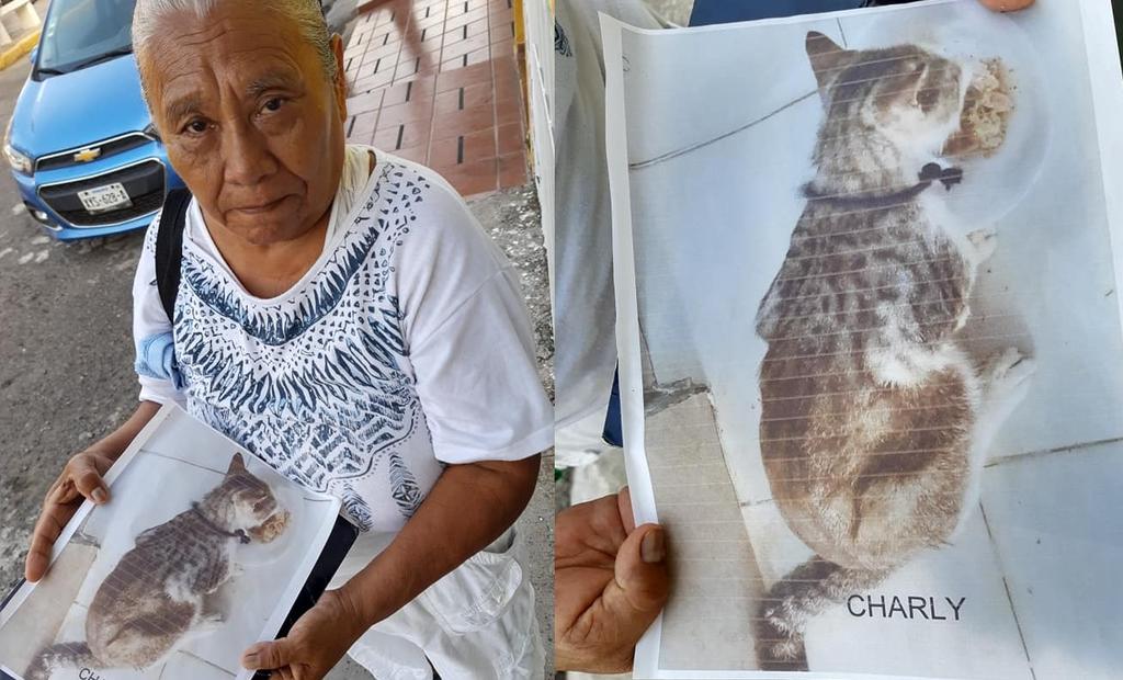 Mujer mayor recorre las calles de Veracruz buscando a su gatito 'Charly'