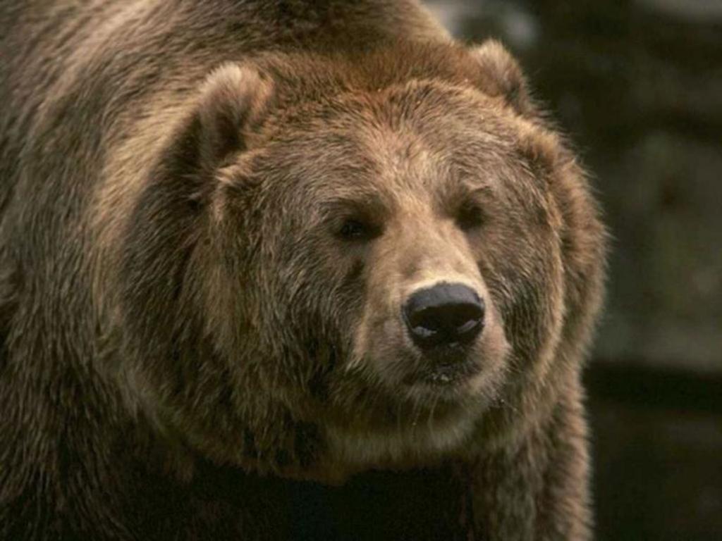 Oso grizzli mata a un cazador en parque nacional de Alaska