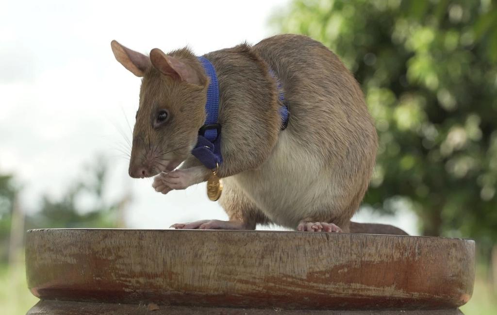 Premian a 'Magawa', rata especializada en detección de minas antipersona en Camboya