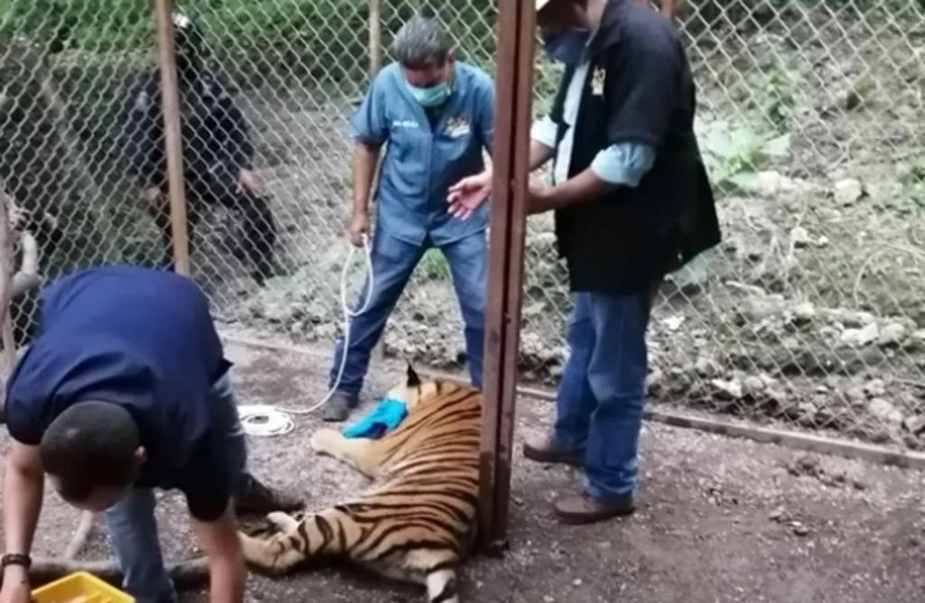Aseguran tigre de Bengala en presunta casa de organización criminal