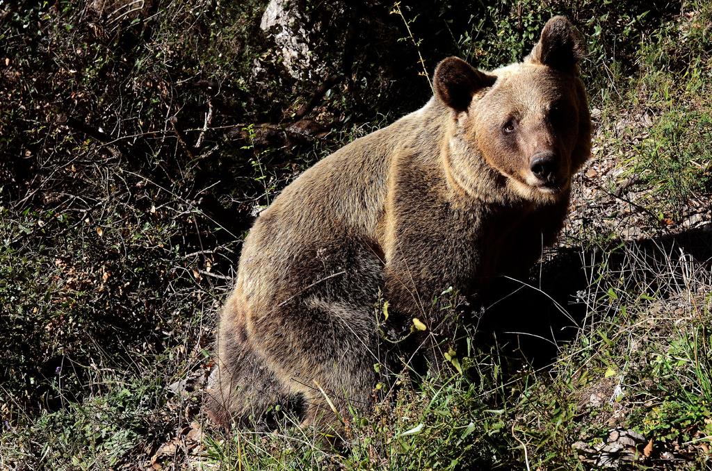 Aumenta cifra de osos atropellados en Coahuila