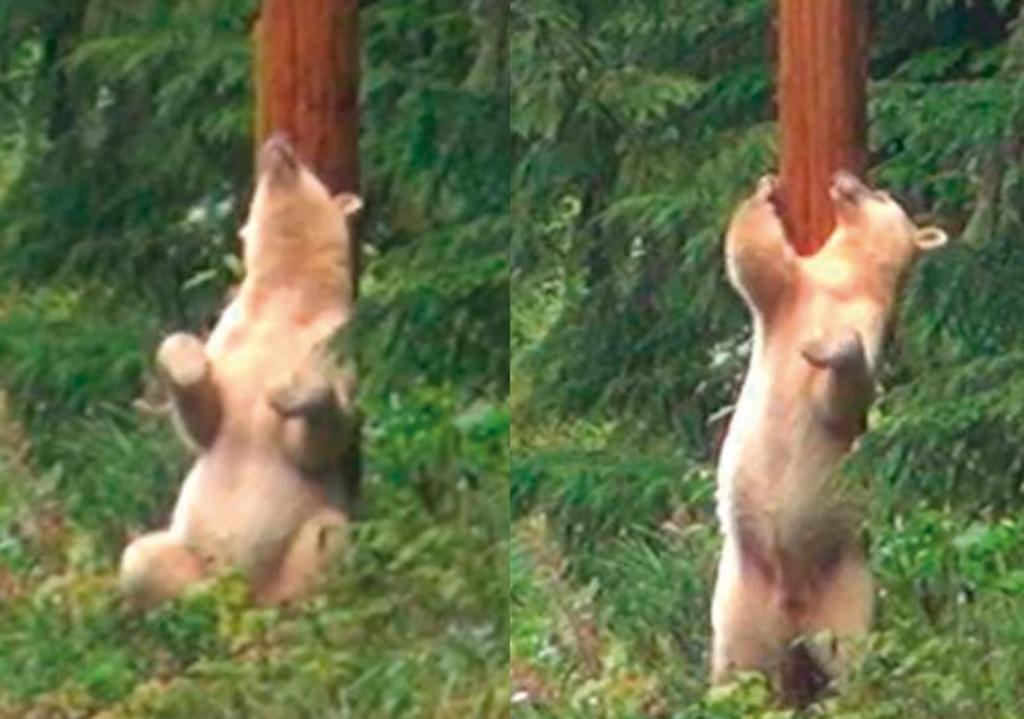Oso haciendo 'pole dance' contra árbol causa sensación en redes