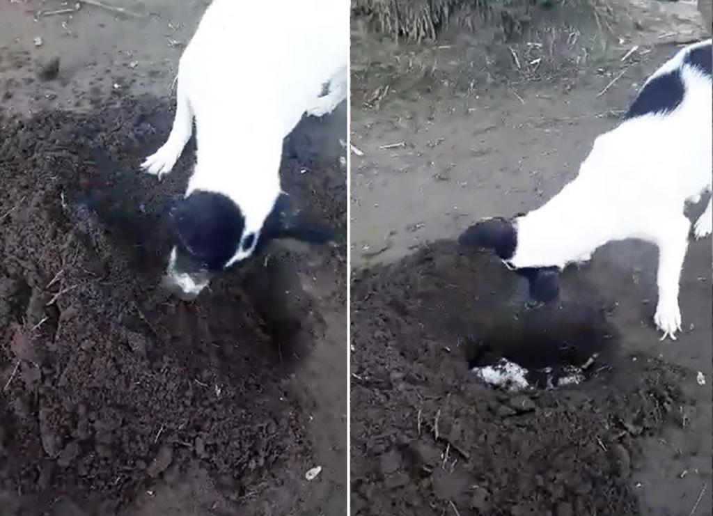 Perra cava una tumba a su cachorro recién fallecido