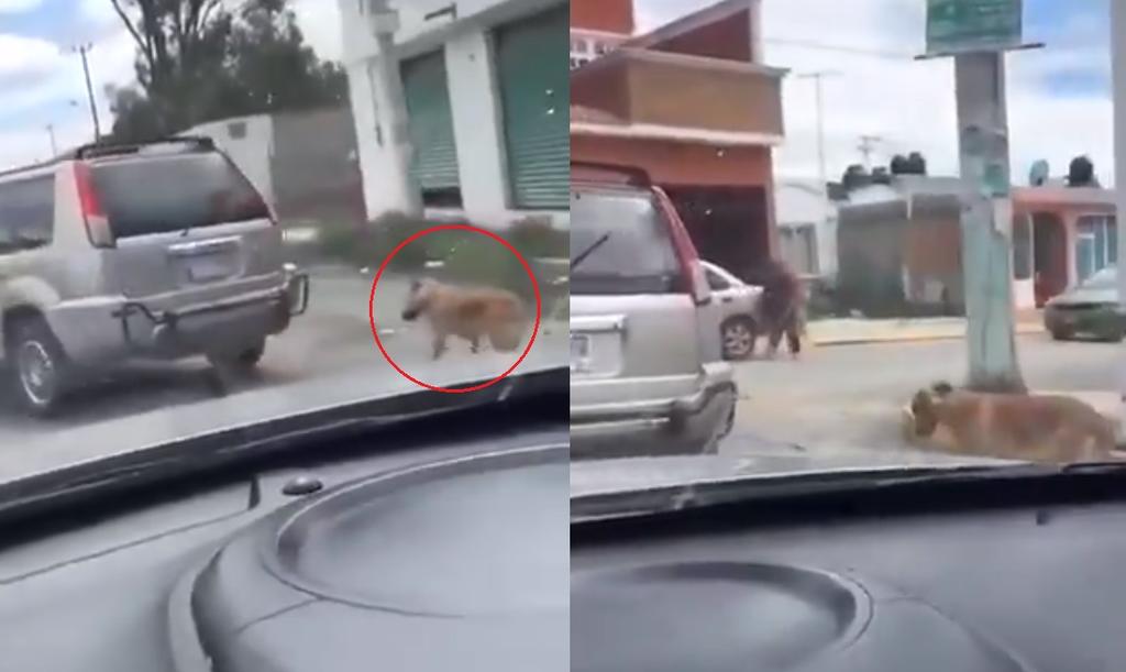 Denuncian a pareja que arrastraba a perro atado a una camioneta en Hidalgo