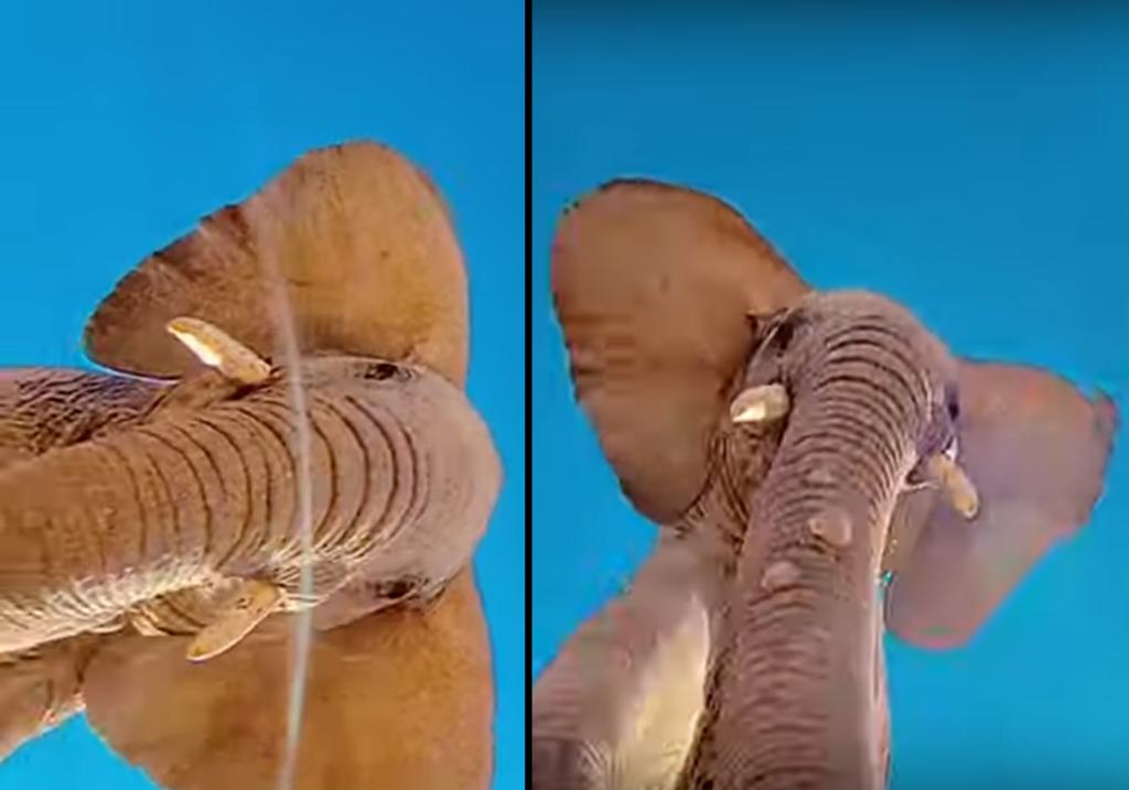 Elefante encuentra un teléfono celular y se pone  ‘jugar’ con él