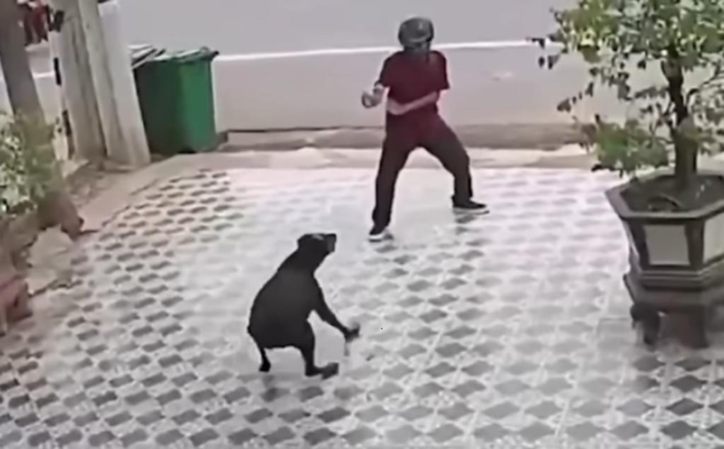 VIRAL: Al estilo de Karate Kid, hombre se defiende del ataque de perros