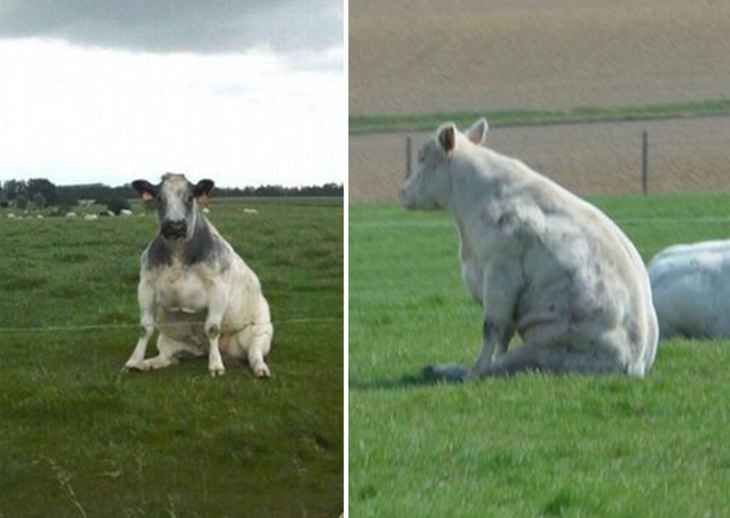La imagen de una vaca sentada como perro se hace viral