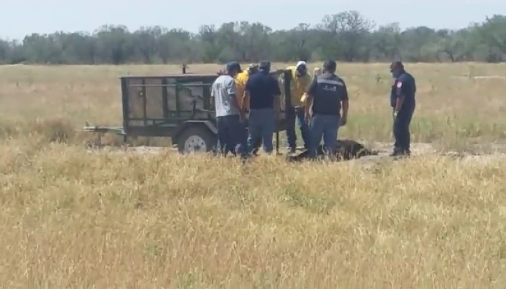 Osa muere atropellada en Coahuila; crías no pudieron ser rescatadas