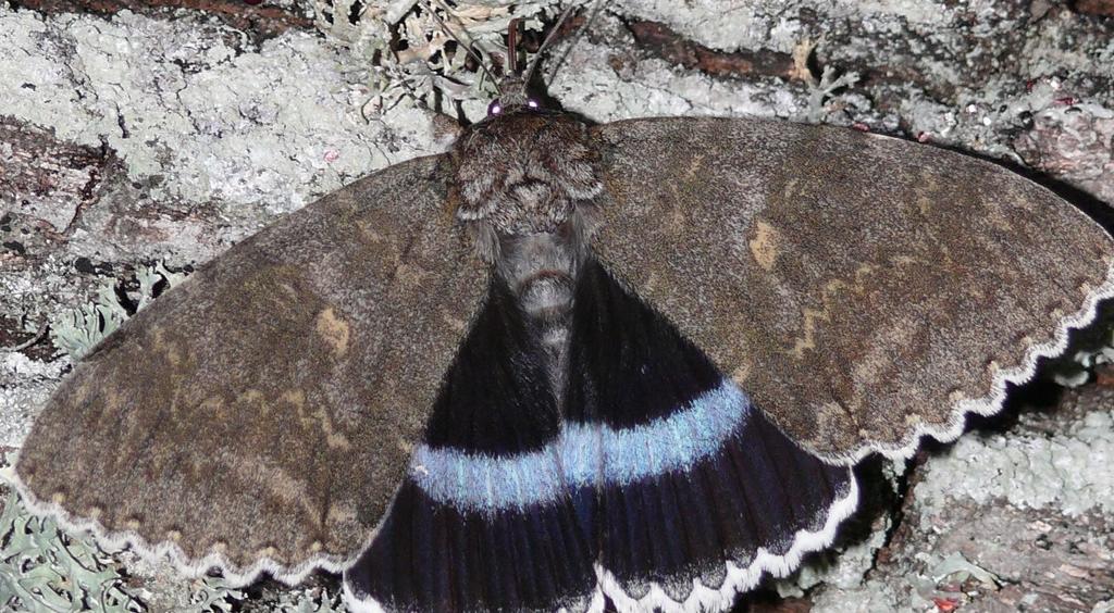 Encuentran 'extraña' mariposa en Chernóbil con el 'tamaño de un pájaro'